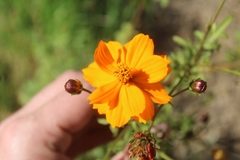 Cosmos sulphureus