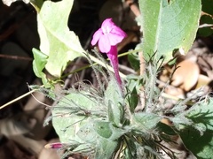 Ruellia inundata