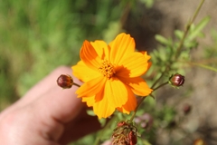 Cosmos sulphureus