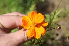 Cosmos sulphureus