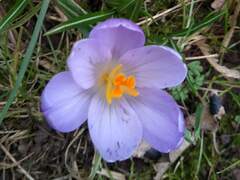 Crocus neapolitanus