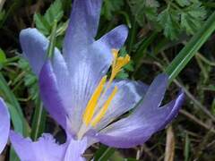 Crocus neapolitanus