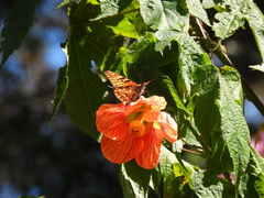 Dione glycera