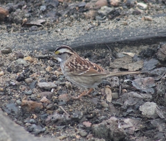 Zonotrichia albicollis