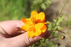 Cosmos sulphureus