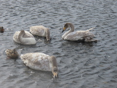 Cygnus cygnus