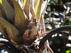 Rhionaeschna marchali