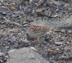 Zonotrichia albicollis