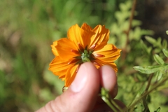 Cosmos sulphureus