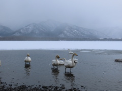 Cygnus cygnus
