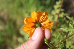 Cosmos sulphureus