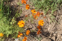 Cosmos sulphureus