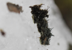 Physconia enteroxantha