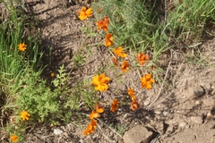 Cosmos sulphureus