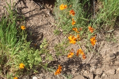 Cosmos sulphureus