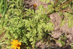 Cosmos sulphureus