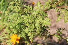 Cosmos sulphureus