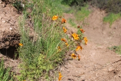 Cosmos sulphureus