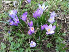 Crocus neapolitanus