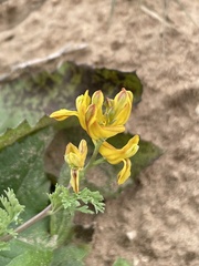 Corydalis aurea