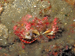 Calappa bicornis
