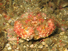 Calappa bicornis