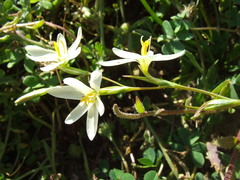 Hesperantha bachmannii