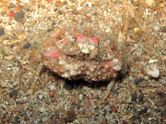 Calappa gallus