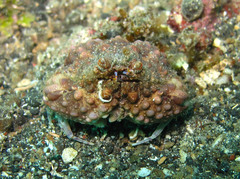 Calappa gallus