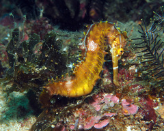 Hippocampus histrix