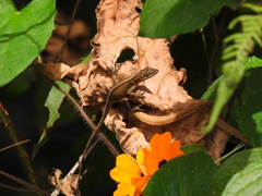 Anolis mariarum
