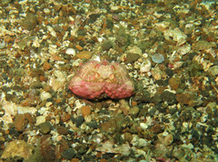 Calappa gallus