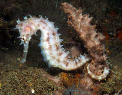 Hippocampus histrix