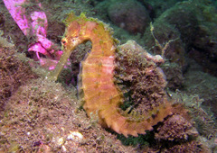 Hippocampus histrix