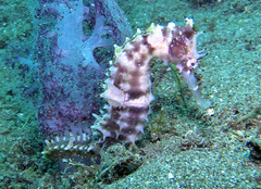 Hippocampus histrix