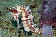 Hippocampus histrix