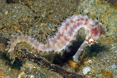 Hippocampus histrix
