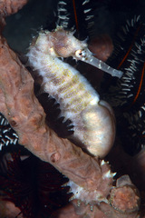Hippocampus histrix