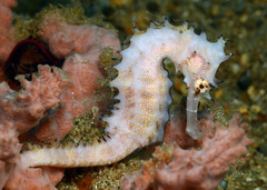 Hippocampus histrix