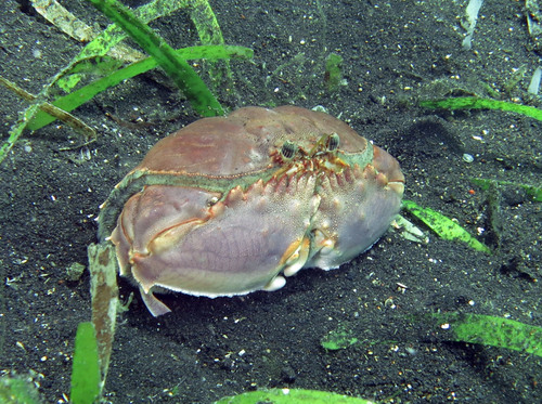 Calappa clypeata observed 2015-06-25