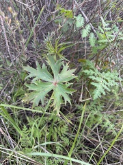 Delphinium cardinale