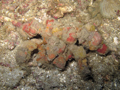 Camposcia retusa