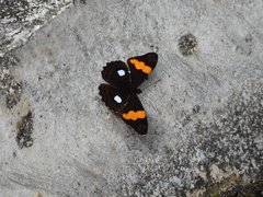 Adelpha leucophthalma