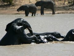 Loxodonta