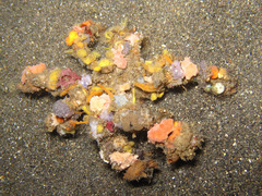Camposcia retusa
