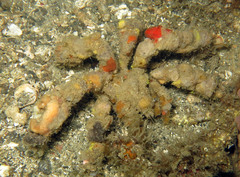 Camposcia retusa