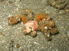 Camposcia retusa