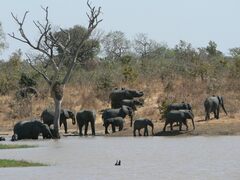 Loxodonta