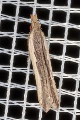 Dichomeris ligulella