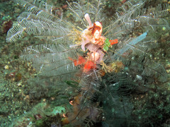 Caprella